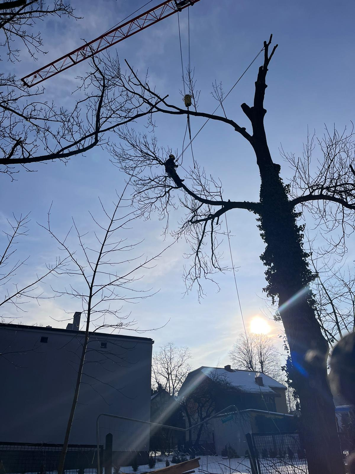 Wycinka drzew - praca 1