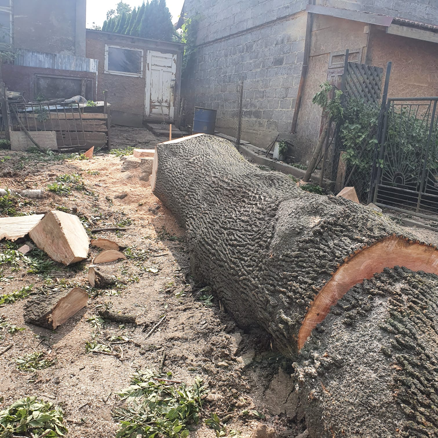 Wycinka drzew - praca 4